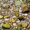 Hardscape Dreamers