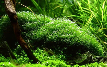 Plant Glue and Accessories