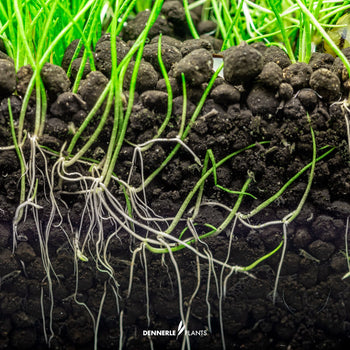 Soil, Substrates & Base Materials