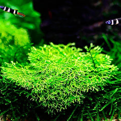 Collection image for: Aquatic Plants on Wood and Rock