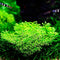 Aquatic Plants on Wood and Rock