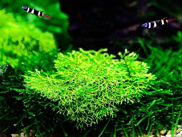Aquatic Plants on Wood and Rock