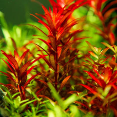 Collection image for: Terrarium Plants