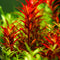 Terrarium Plants