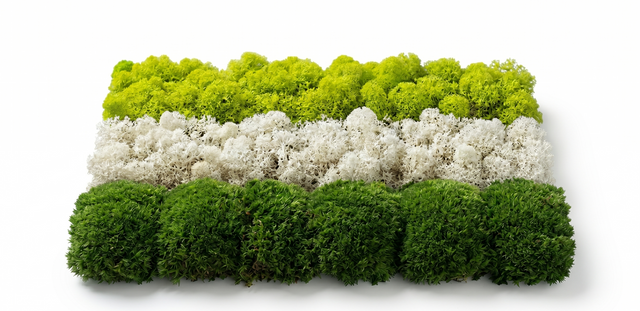 Moss Collection