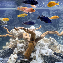 Collection image for: Water Conditioners