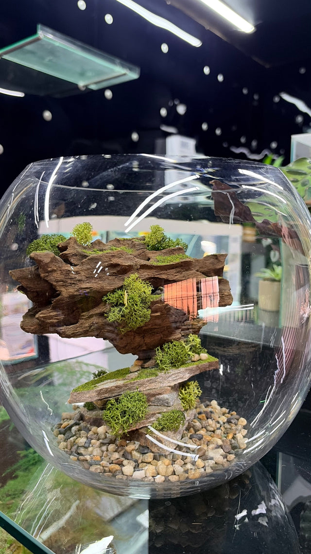 Terrariums Glass Containers
