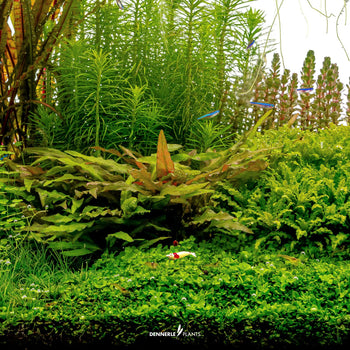 Easy-Care Aquatic Plants