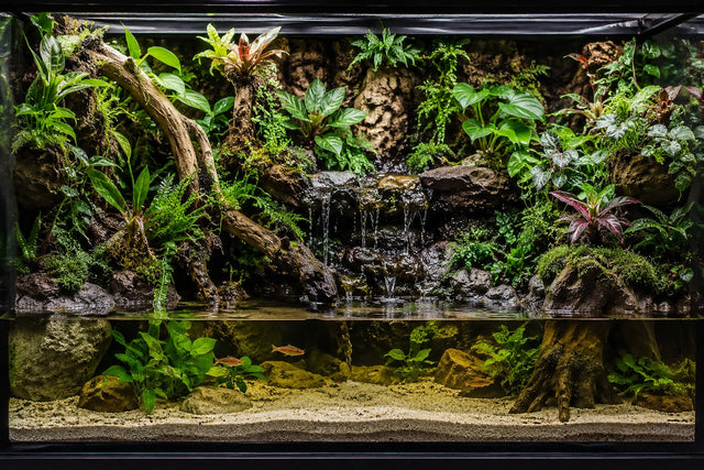 Beginner Paludariums