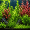 Aquatic Plants