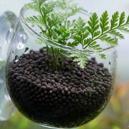 AquaDella Glass Plant Cup