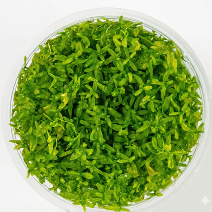Hemianthus micranthemoides