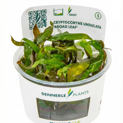 Cryptocoryne undulata 'Broad Leaf'
