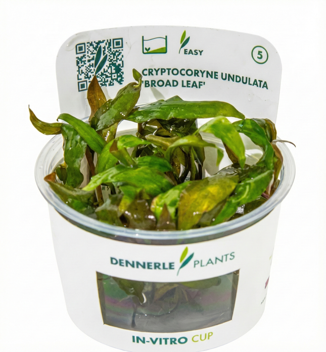 Cryptocoryne undulata 'Broad Leaf'