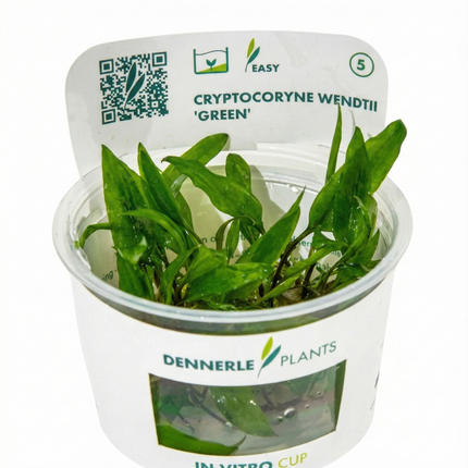 Cryptocoryne wendtii 'Green'