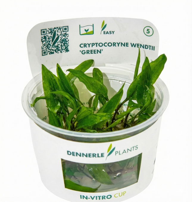 Cryptocoryne wendtii 'Green'