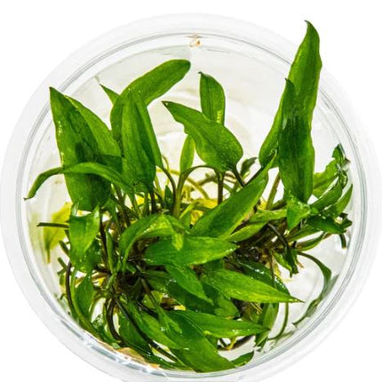 Cryptocoryne wendtii 'Green'