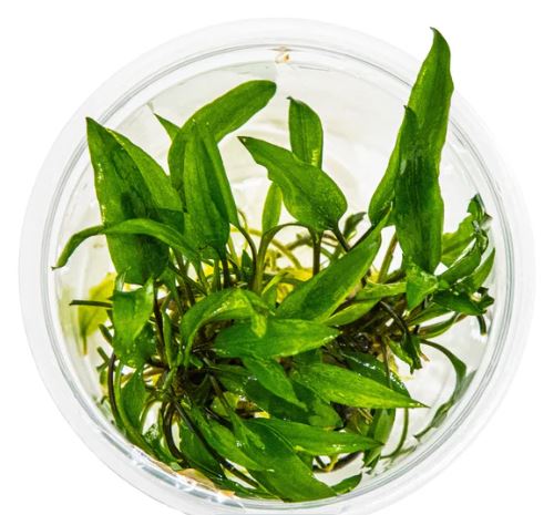Cryptocoryne wendtii 'Green'