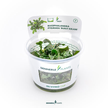 Bucephalandra pygmaea 'Bukit Kelam'