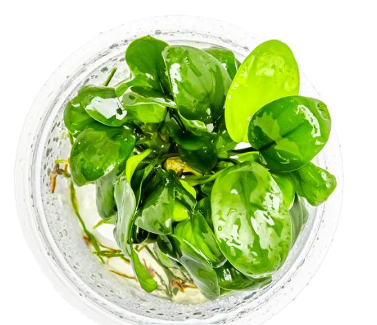 Anubias barteri var nana