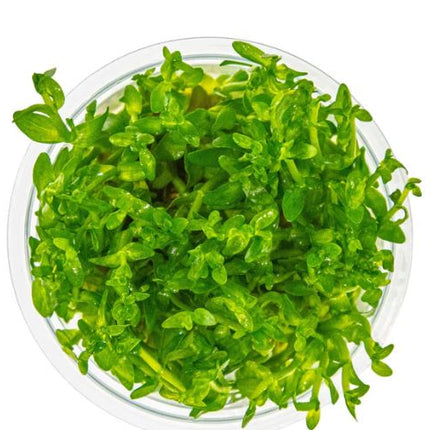 Bacopa caroliniana