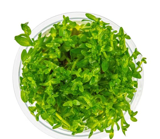 Bacopa caroliniana
