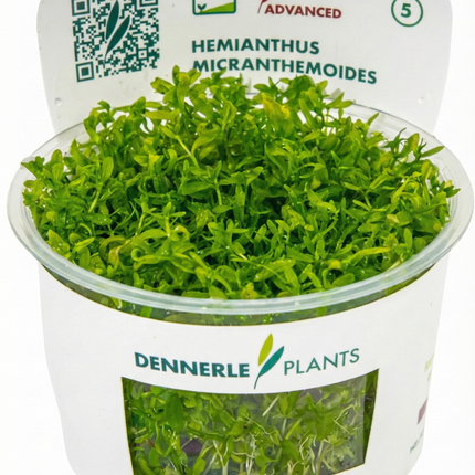 Hemianthus micranthemoides