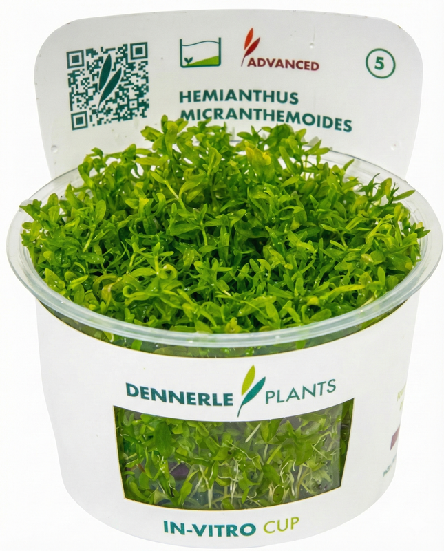 Hemianthus micranthemoides