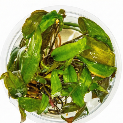 Cryptocoryne undulata 'Broad Leaf'