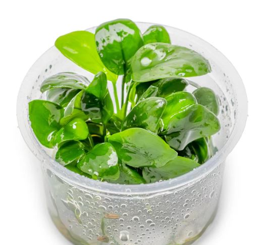Anubias barteri var nana