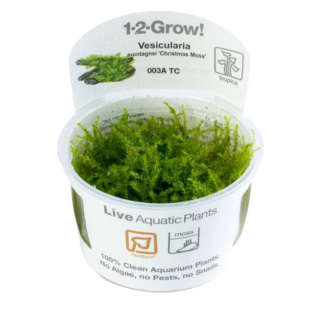Tropica Vesicularia montagnei Christmas Moss