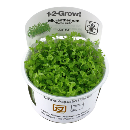Tropica Micranthemum Monte Carlo 1-2-GROW