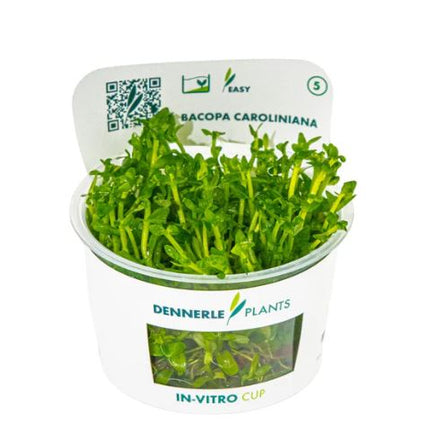 Bacopa caroliniana