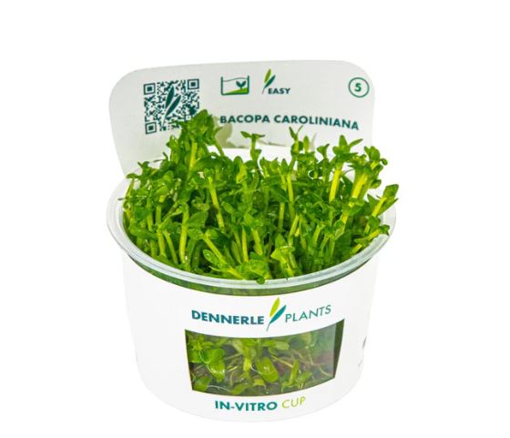Bacopa caroliniana