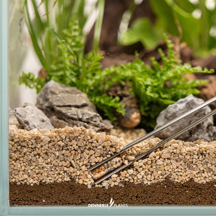 Dennerle Plants Power Caps - NPK Root Fertilizer Tabs for Aquarium Substrate