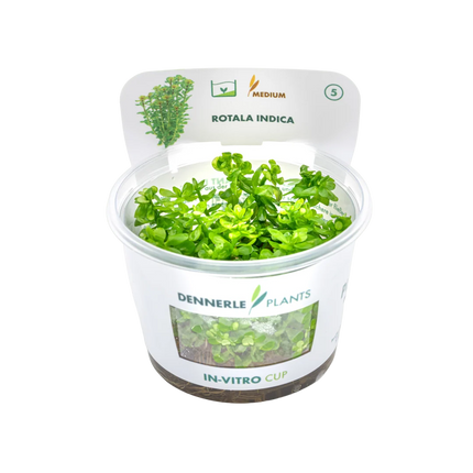 Dennerle Rotala indica