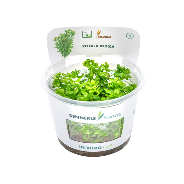 Dennerle Rotala indica