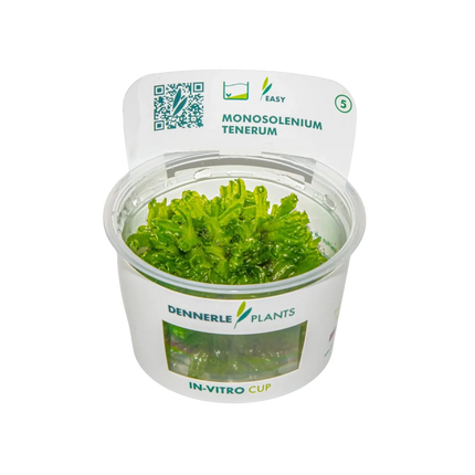 Dennerle Monosolenium tenerum