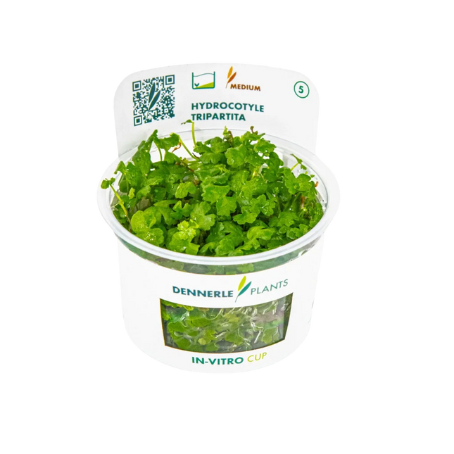 Dennerle Hydrocotyle tripartita