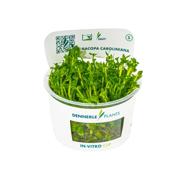Dennerle Bacopa caroliniana