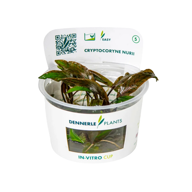 Dennerle Cryptocoryne nurii