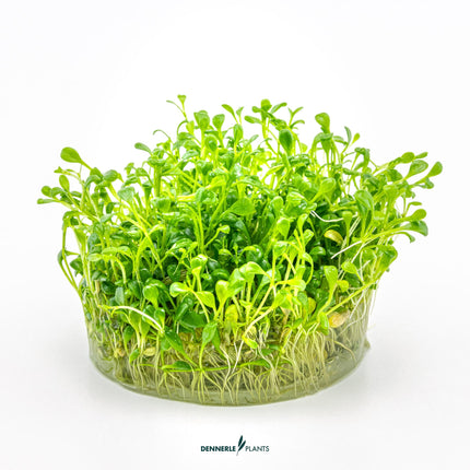 Glossostigma elatinoides