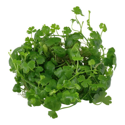 Dennerle Hydrocotyle tripartita
