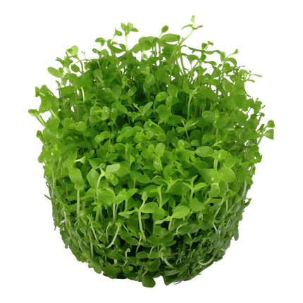 Tropica Micranthemum Monte Carlo 1-2-GROW