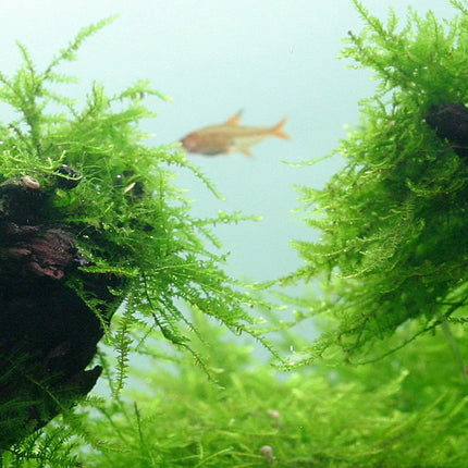 Tropica Taxiphyllum barbieri Java Moss