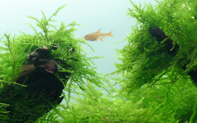 Tropica Taxiphyllum barbieri Java Moss