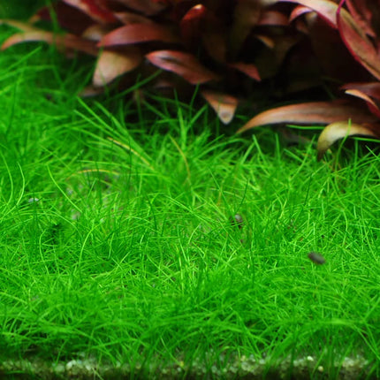 Tropica Eleocharis pusilla