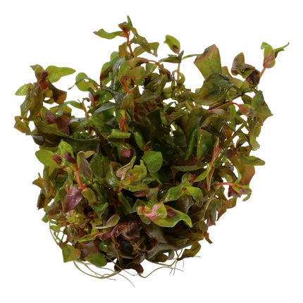 Dennerle Rotala macrandra
