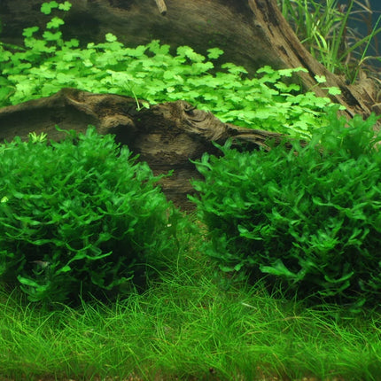 Dennerle Monosolenium tenerum