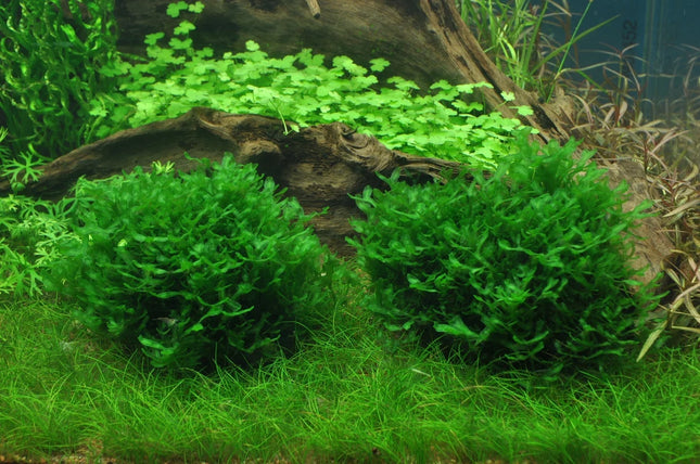 Dennerle Monosolenium tenerum